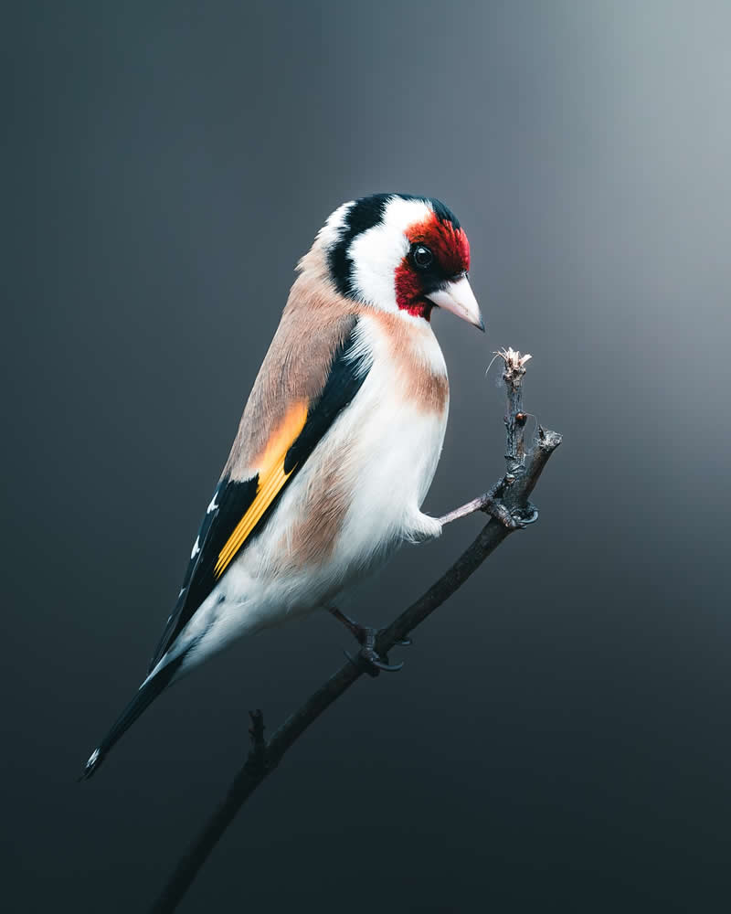 Minimal and Artistic Bird Photos by Magnus Berggren