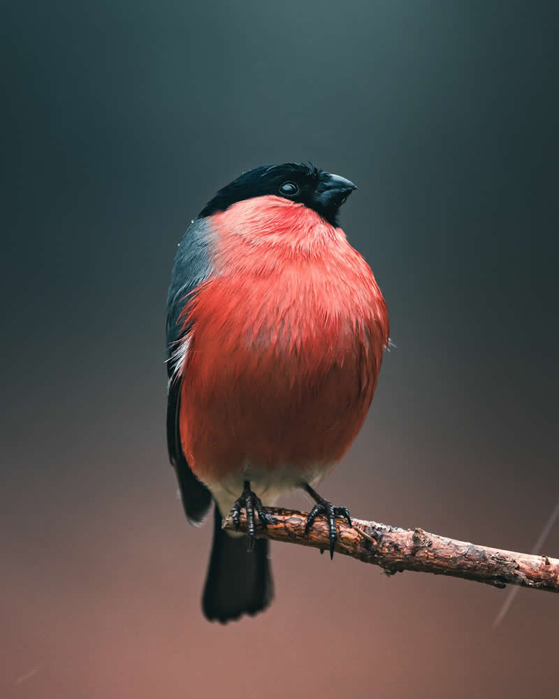 Minimal and Artistic Bird Photos by Magnus Berggren