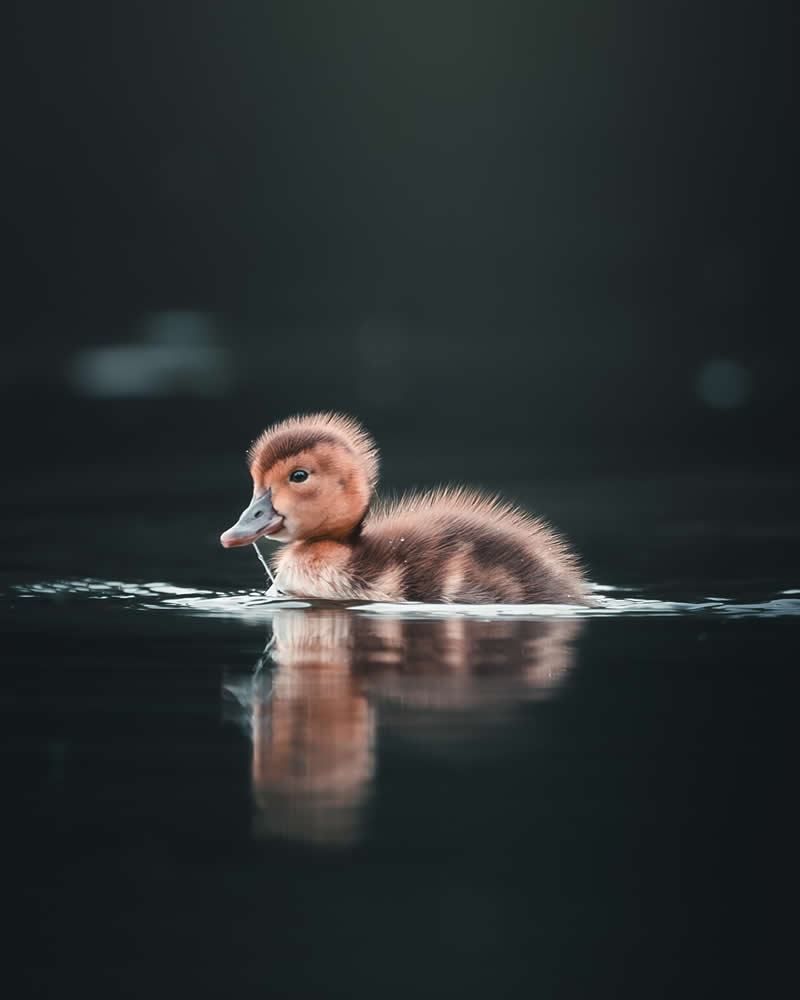 Minimal and Artistic Bird Photos by Magnus Berggren