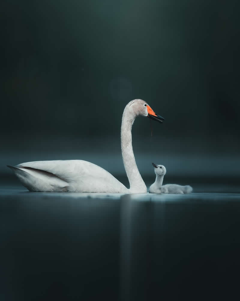 Minimal and Artistic Bird Photos by Magnus Berggren