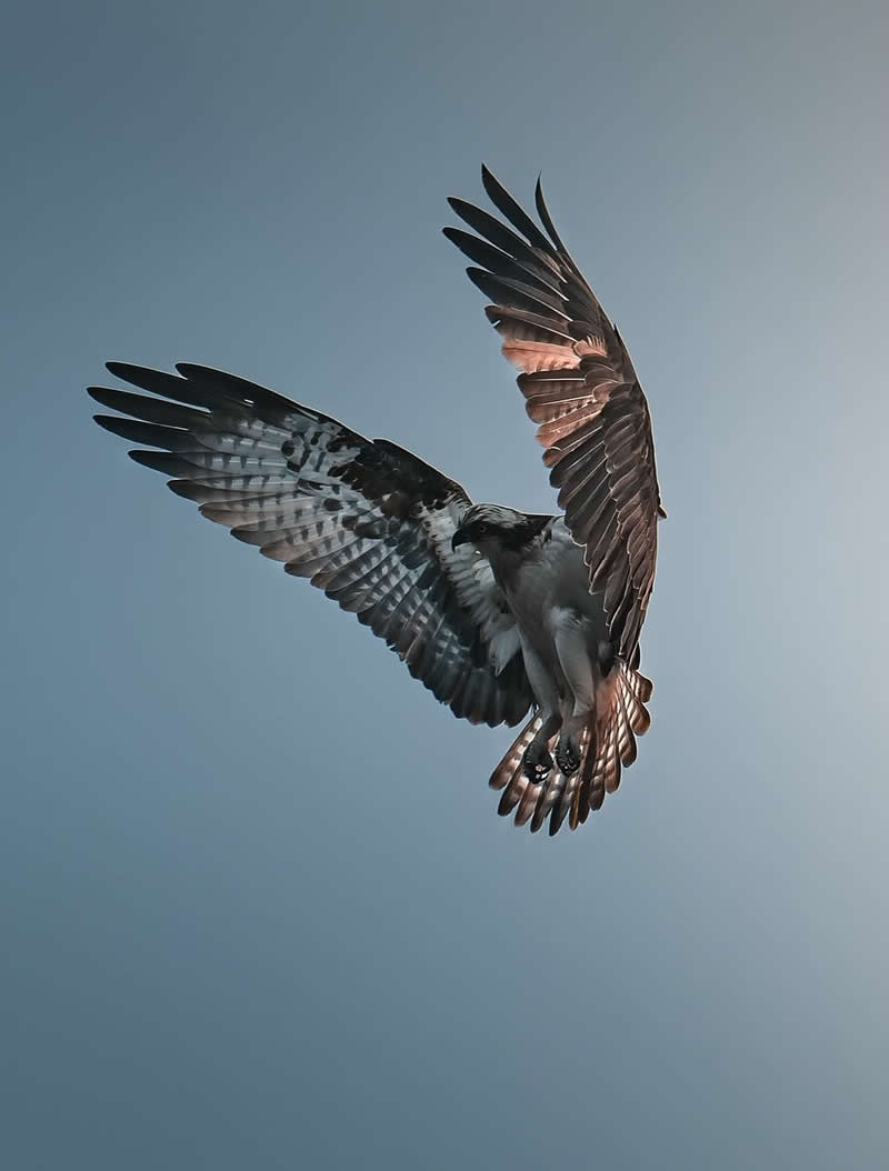 Minimal and Artistic Bird Photos by Magnus Berggren