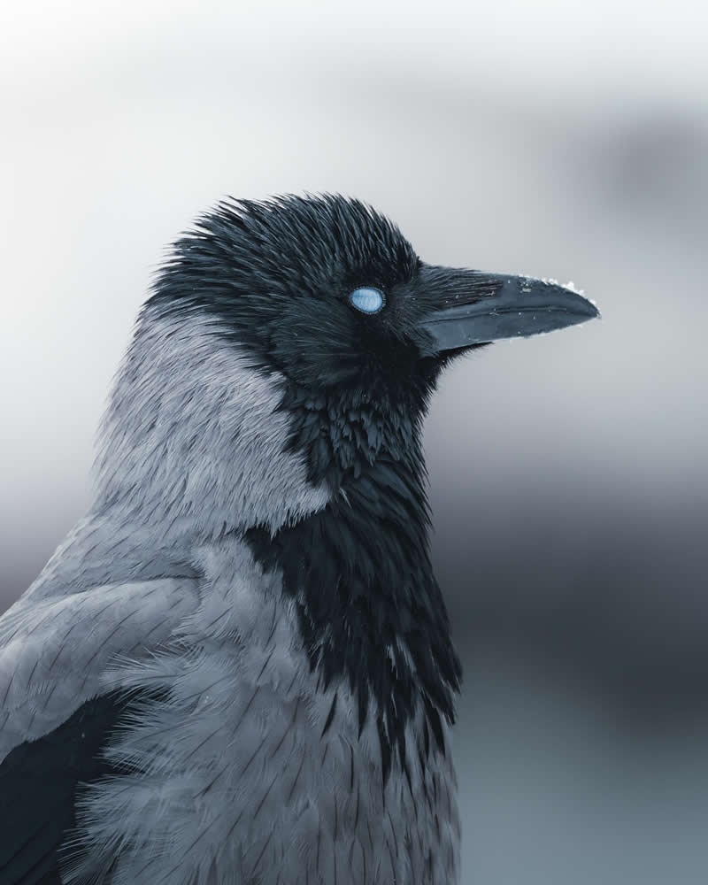 Minimal and Artistic Bird Photos by Magnus Berggren