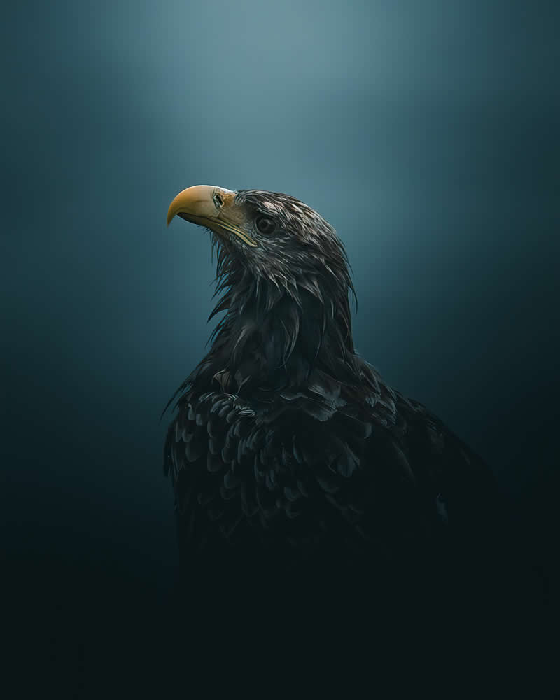 Minimal and Artistic Bird Photos by Magnus Berggren