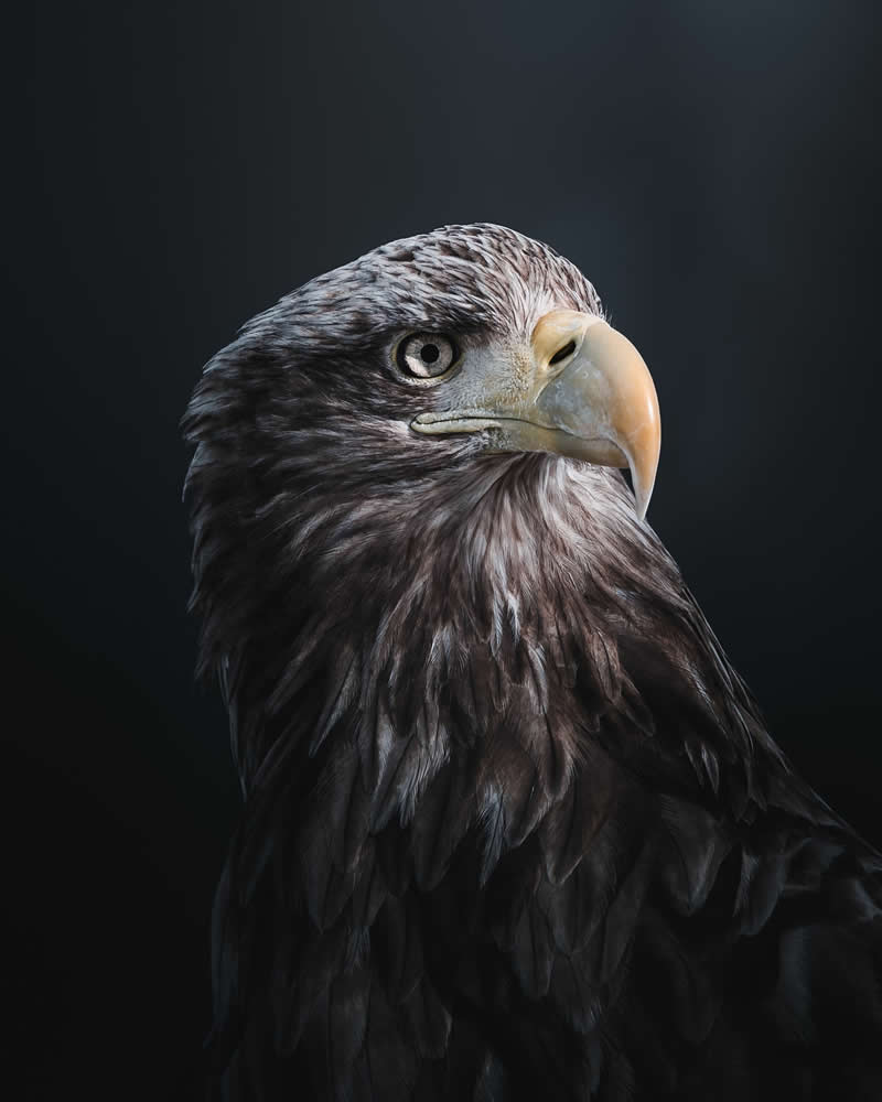 Minimal and Artistic Bird Photos by Magnus Berggren