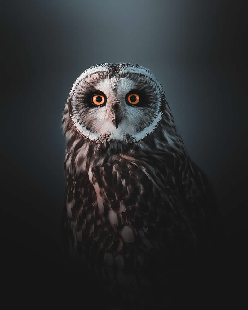 Minimal and Artistic Bird Photos by Magnus Berggren