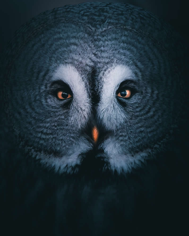 Minimal and Artistic Bird Photos by Magnus Berggren