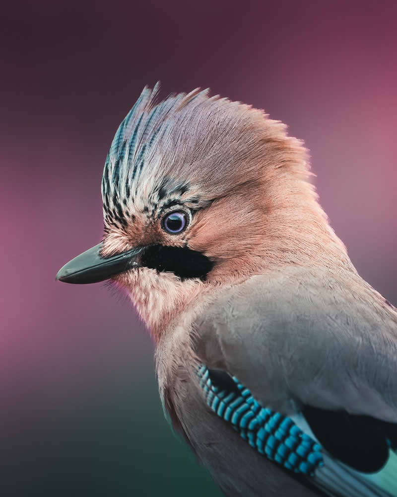 Minimal and Artistic Bird Photos by Magnus Berggren