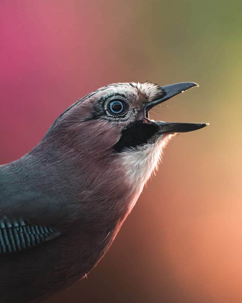 Minimal and Artistic Bird Photos by Magnus Berggren