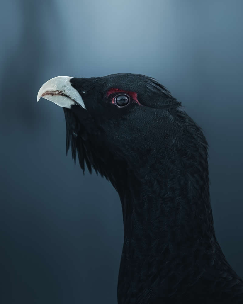 Minimal and Artistic Bird Photos by Magnus Berggren