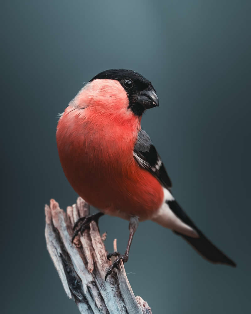 Minimal and Artistic Bird Photos by Magnus Berggren