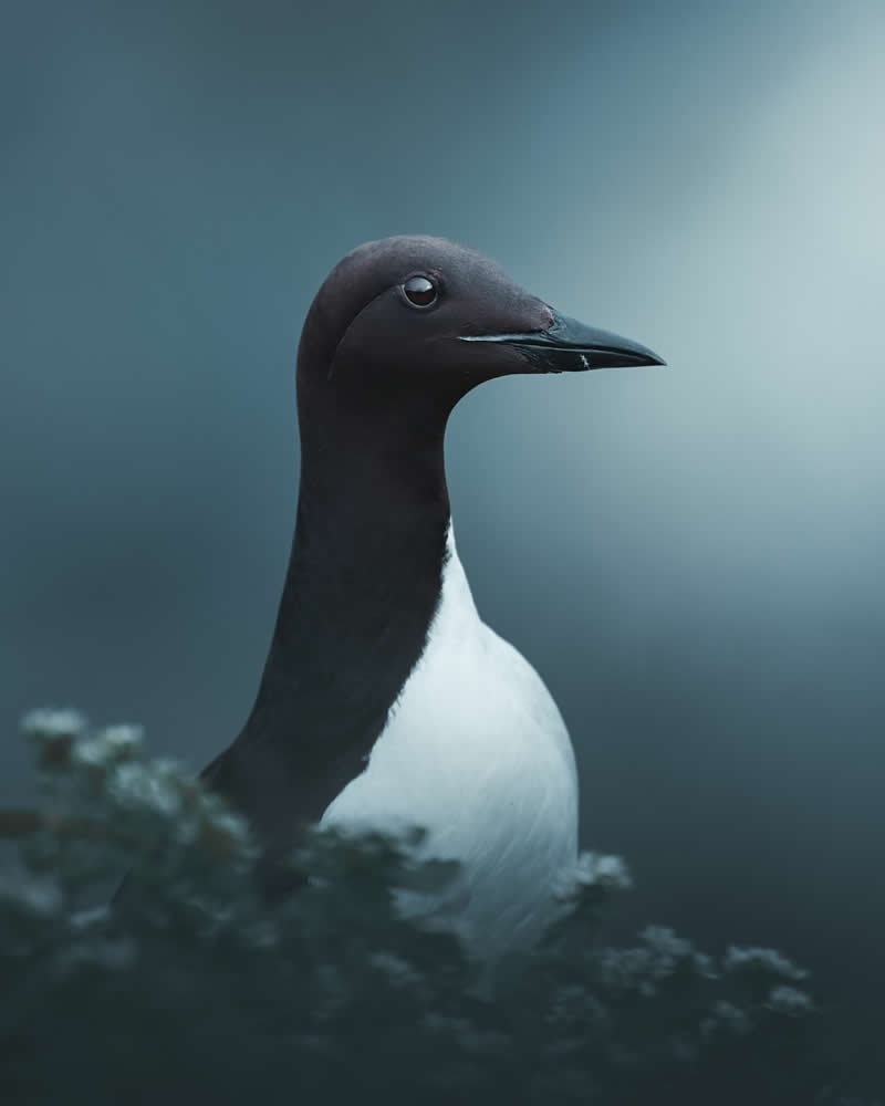 Minimal and Artistic Bird Photos by Magnus Berggren