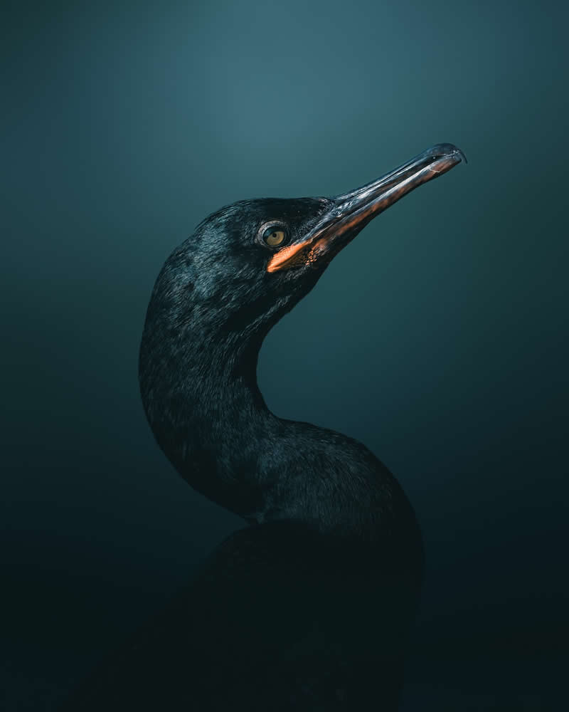 Minimal and Artistic Bird Photos by Magnus Berggren