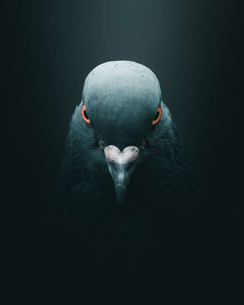 Minimal and Artistic Bird Photos by Magnus Berggren
