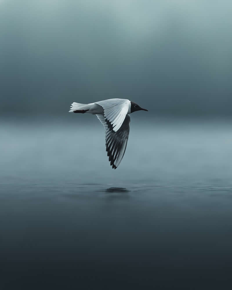Minimal and Artistic Bird Photos by Magnus Berggren