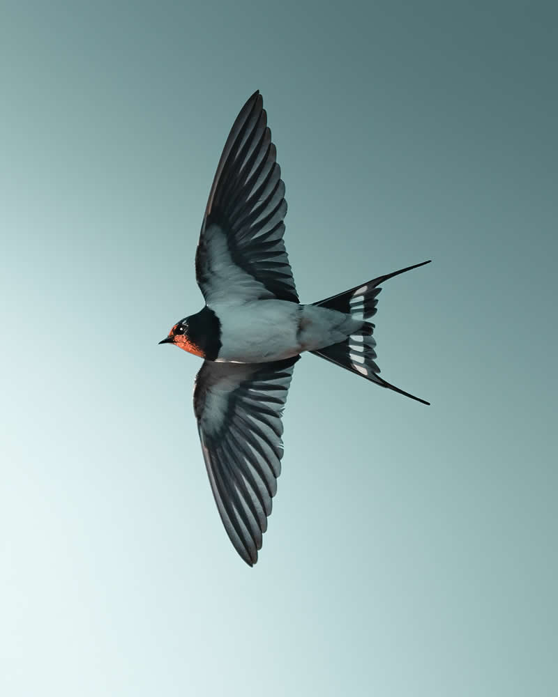 Minimal and Artistic Bird Photos by Magnus Berggren