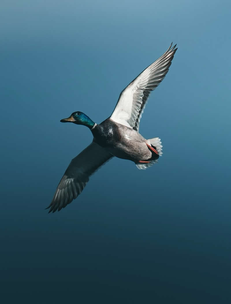 Minimal and Artistic Bird Photos by Magnus Berggren