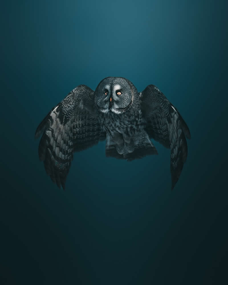 Minimal and Artistic Bird Photos by Magnus Berggren