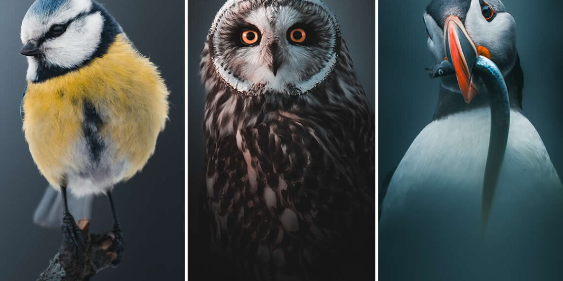 Minimal and Artistic Bird Photos by Magnus Berggren