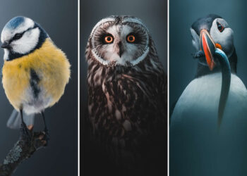 Minimal and Artistic Bird Photos by Magnus Berggren