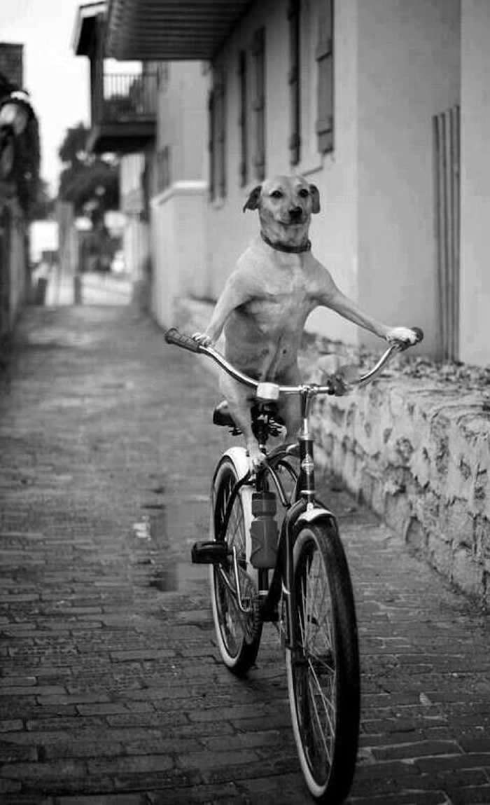 Dog sitting on a bicycle during a ride - Black and White Bicycle Photos of Everyday Life