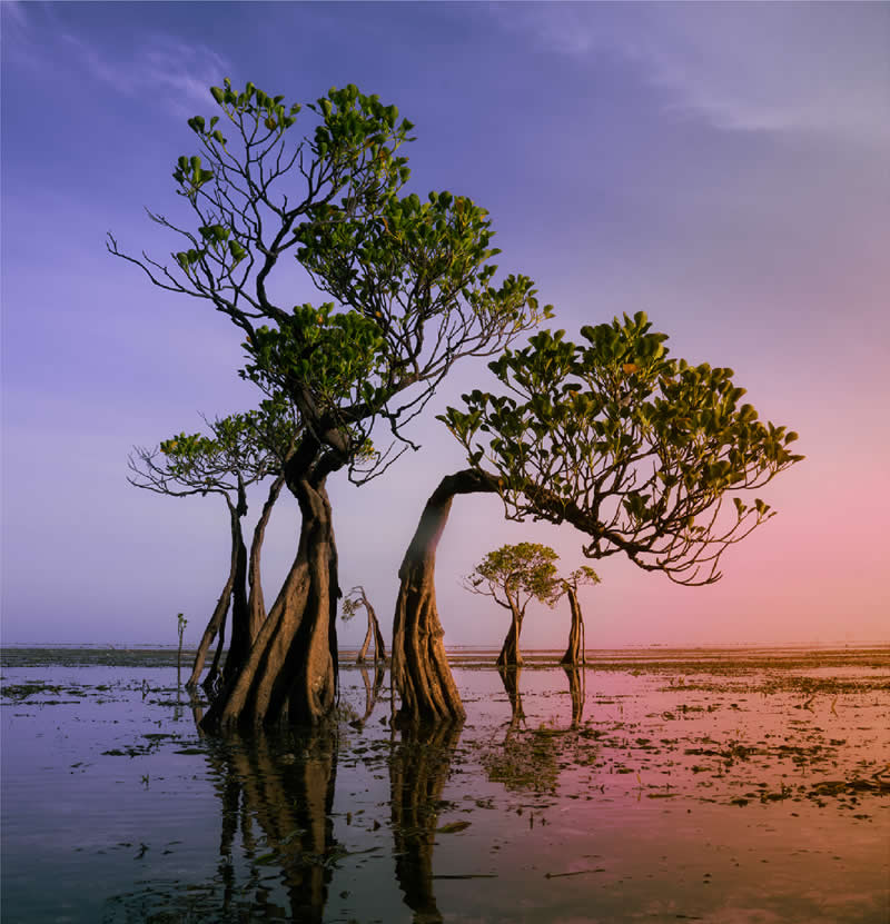 Dancing Trees by Ngar Shun Victor Wong, Hong Kong - Chromatic Awards Landscape Winners