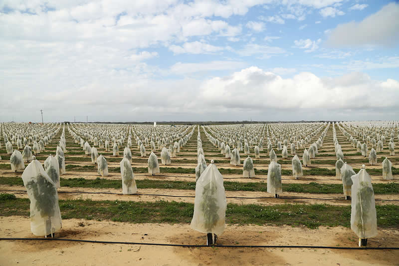 Young Citrus by Heather Crane, United States - Chromatic Awards Landscape Winners