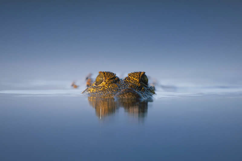The Crocodile Stare  by Ngar Shun Victor Wong, Hong Kong - Nature Photos from the Chromatic Photography Awards