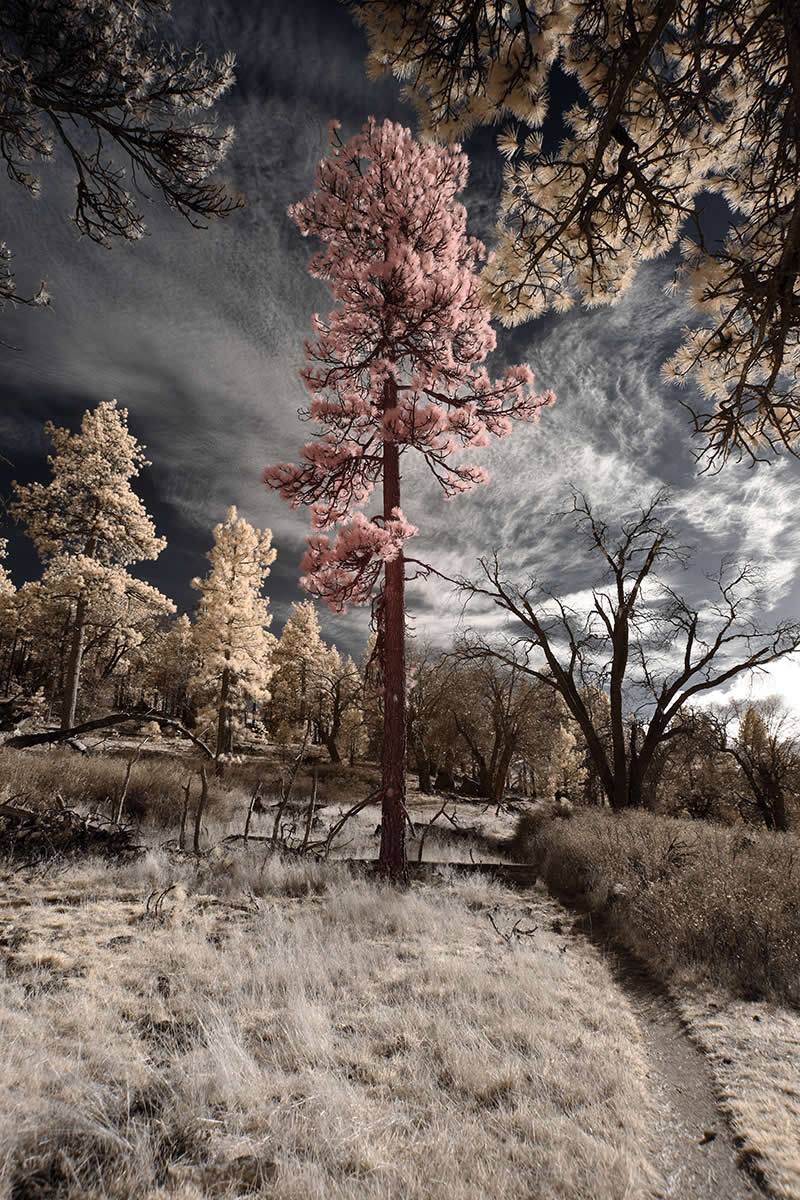 The Laguna's King by Luciano Demasi, United States - Nature Photos from the Chromatic Photography Awards