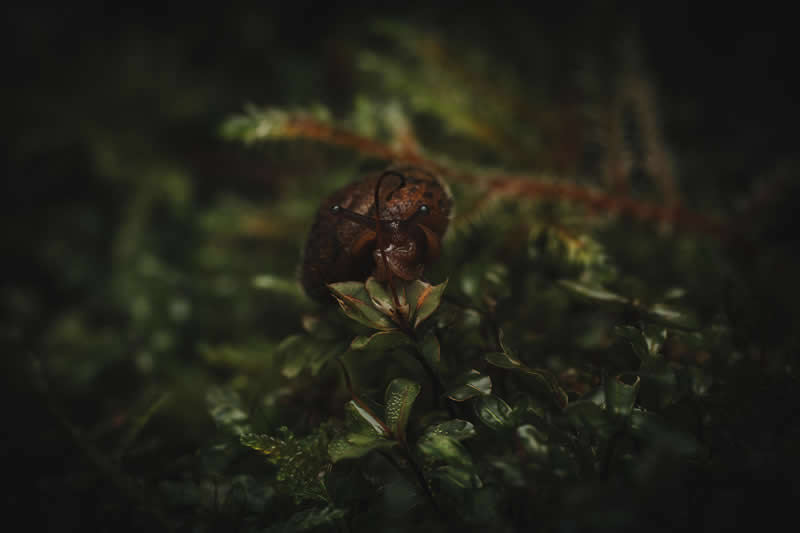 What lies beneath the night by Kristopher Zeigler, United States - Nature Photos from the Chromatic Photography Awards