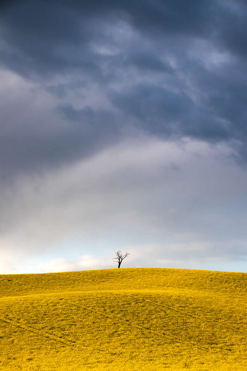 Alone against rapeseed field by Martin Babarík, Slovakia - Nature Photos from the Chromatic Photography Awards