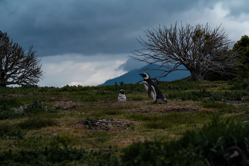 Silent Guardians of the Patagonian Coast by Sajan Patel, United States - Nature Photos from the Chromatic Photography Awards