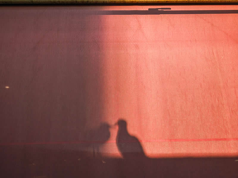 Two Birds by Zili Zhang, United States - Street and Travel Photographs from the Chromatic Photography Awards