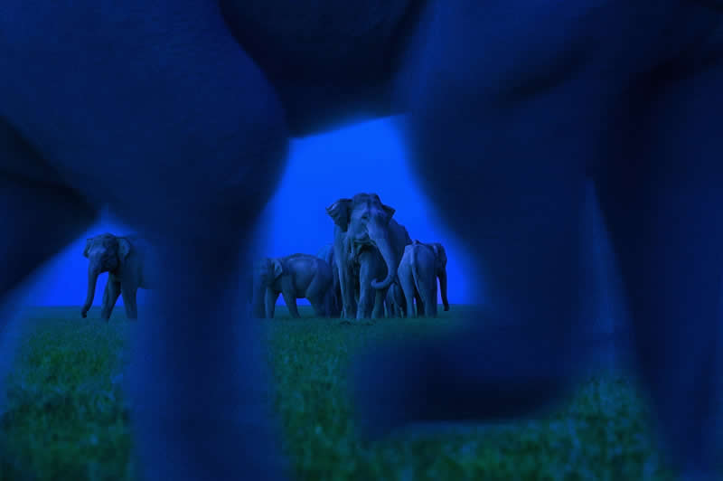 Through the legs by Baiju Patil, India - Wildlife and Animals Winners of Chromatic Awards