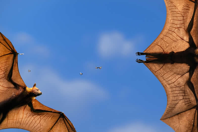 Blood Line's by Baiju Patil, India - Wildlife and Animals Winners of Chromatic Awards