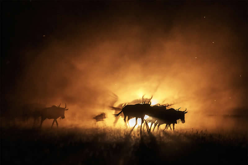 Wildebeest on run by Hira Punjabi, India - Wildlife and Animals Winners of Chromatic Awards