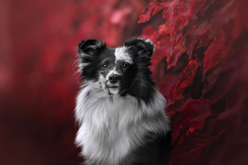 Autumn Hideaway by Lucie Nermutová, Czech Republic - Wildlife and Animals Winners of Chromatic Awards