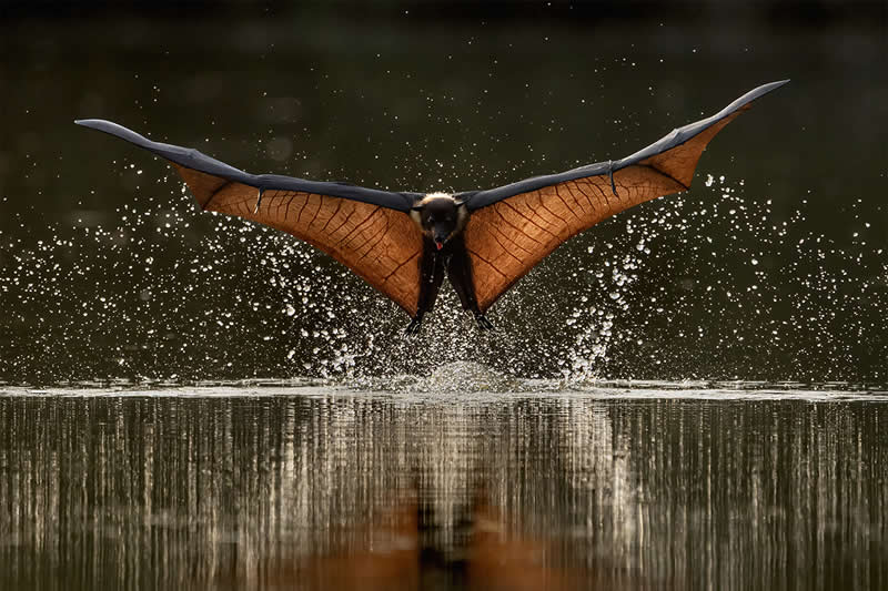 Bat Bath by Hira Punjabi, India - Wildlife and Animals Winners of Chromatic Awards