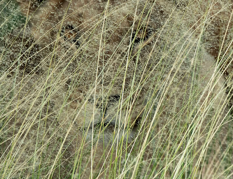 Behind The Veil by Greg Du Toit, South Africa - Wildlife and Animals Winners of Chromatic Awards