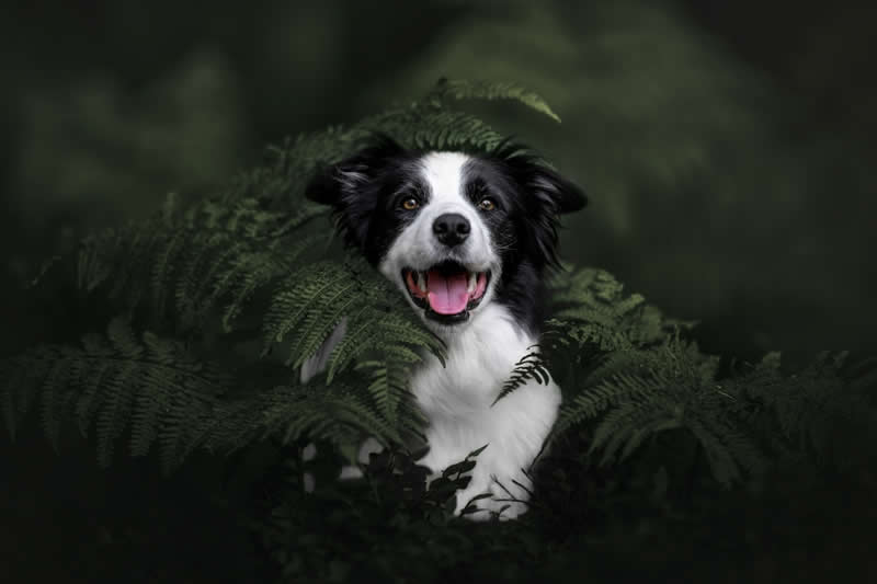 Border collie hiding in a fern by Lucie Nermutová, Czech Republic - Wildlife and Animals Winners of Chromatic Awards