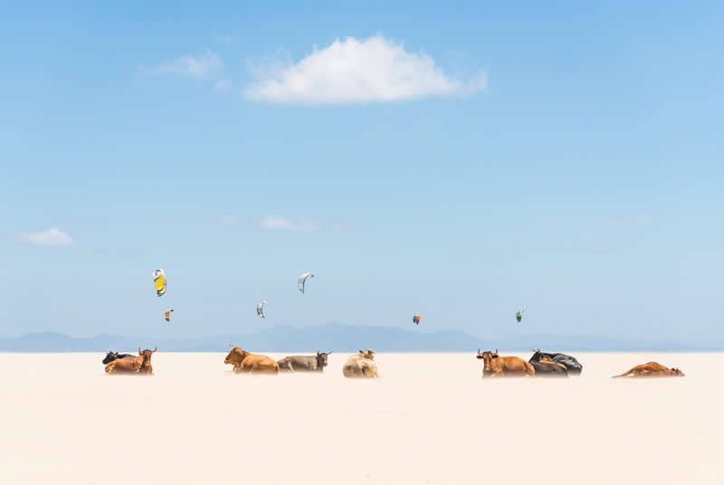 Cows and Kites by Andrew Lever, United Kingdom - Wildlife and Animals Winners of Chromatic Awards