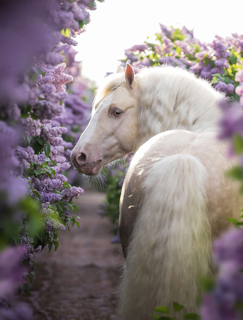 Dreaming in Lilacs by Samantha Ebeling, United States - Wildlife and Animals Winners of Chromatic Awards