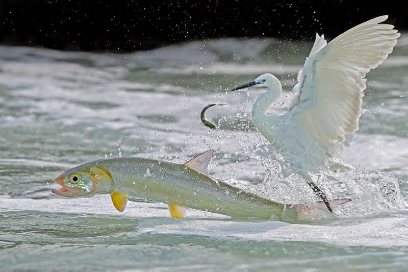 Fight to Win or Die by Xiaoping Lin, China - Wildlife and Animals Winners of Chromatic Awards
