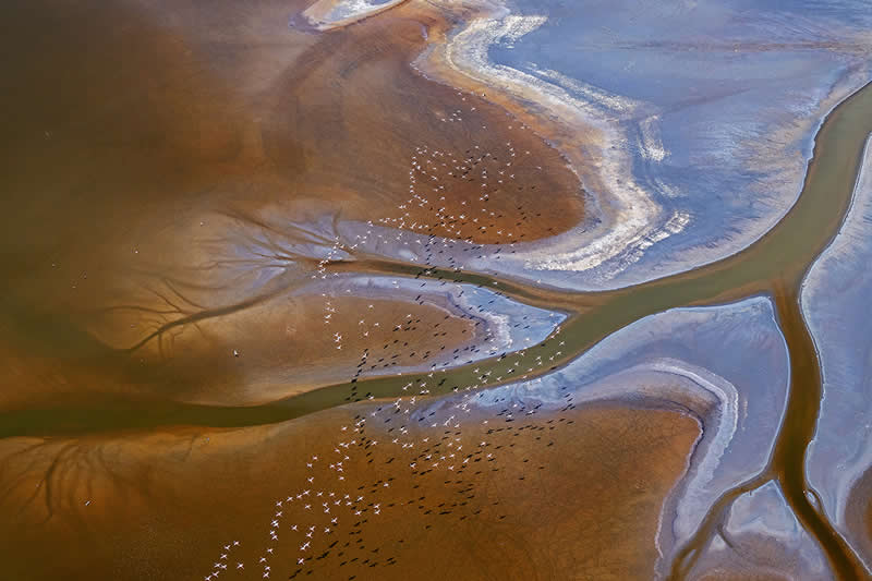 Flamingo Fantasia by Hira Punjabi, India - Wildlife and Animals Winners of Chromatic Awards