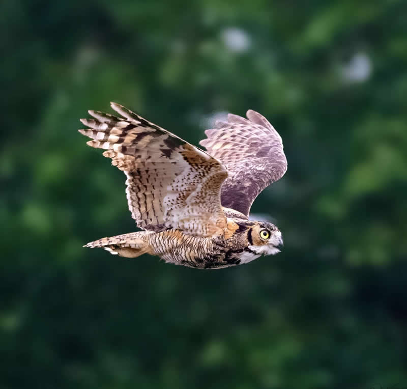 GHO flyby by Philip Smith, United States - Wildlife and Animals Winners of Chromatic Awards