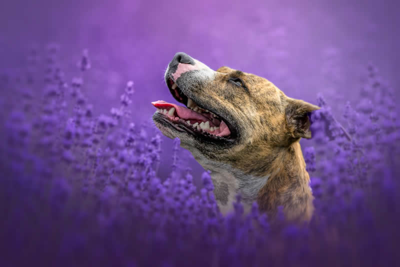 In the Quiet Company of Nature by Lucie Nermutová, Czech Republic - Wildlife and Animals Winners of Chromatic Awards