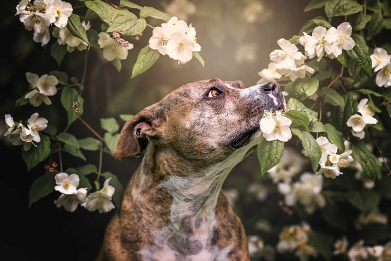 In the Scent of Jasmine by Lucie Nermutová, Czech Republic - Wildlife and Animals Winners of Chromatic Awards