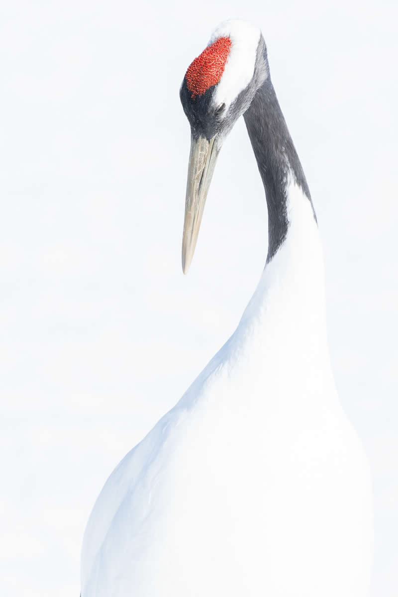 Japanese crane by Hiroto Fukuda, Japan - Wildlife and Animals Winners of Chromatic Awards