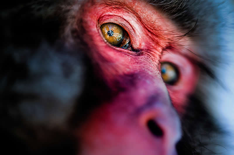 Japanese macaque by Peter-Paul de Meijer, Switzerland - Wildlife and Animals Winners of Chromatic Awards