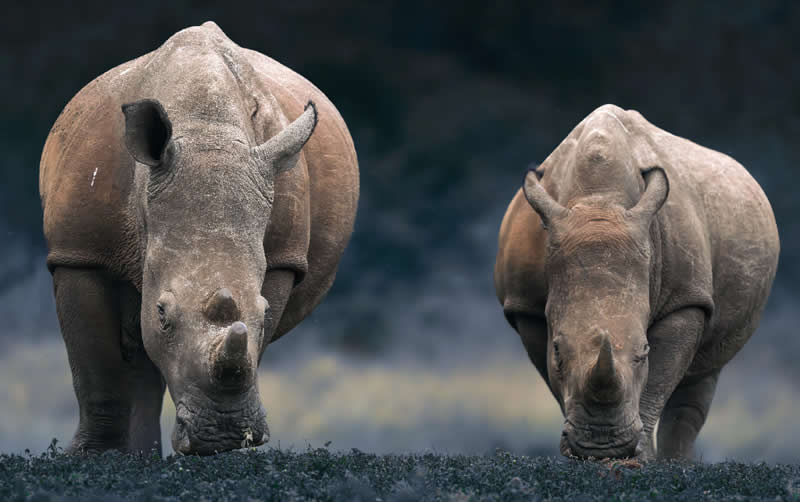 Matching by Ngar Shun Victor Wong, Hong Kong - Wildlife and Animals Winners of Chromatic Awards