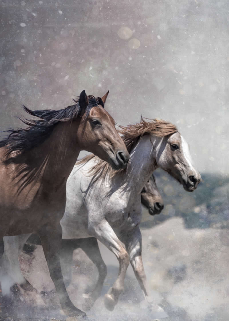 Mystic Gallop by Matt Dusig, United States - Wildlife and Animals Winners of Chromatic Awards